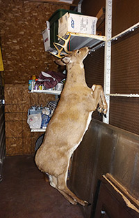 They have a deer in the back storeroom! 
