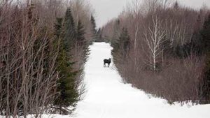 maine-moose-snowmobile-trail